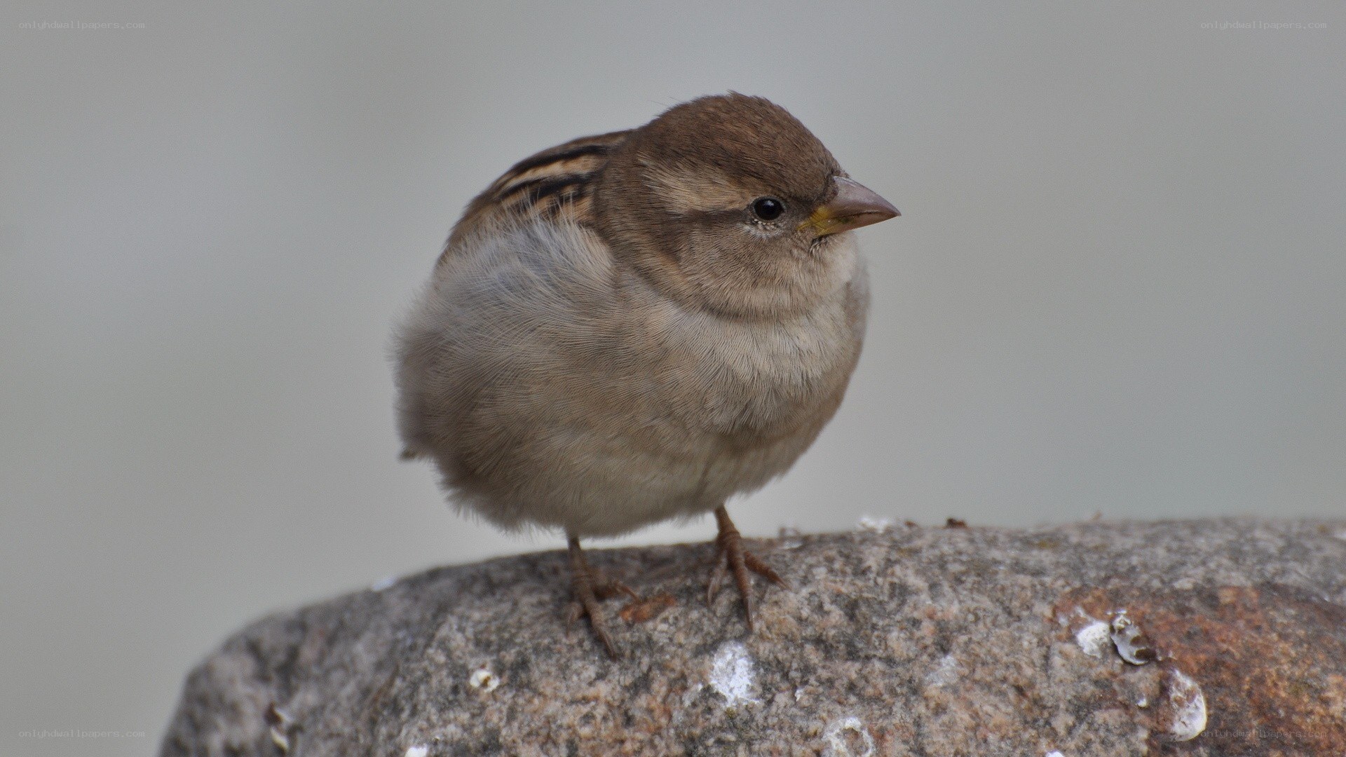 sparrow on a rock