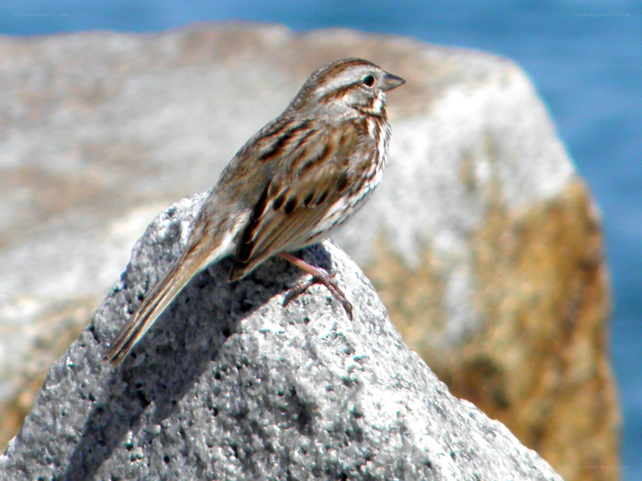 sparrow on a rock