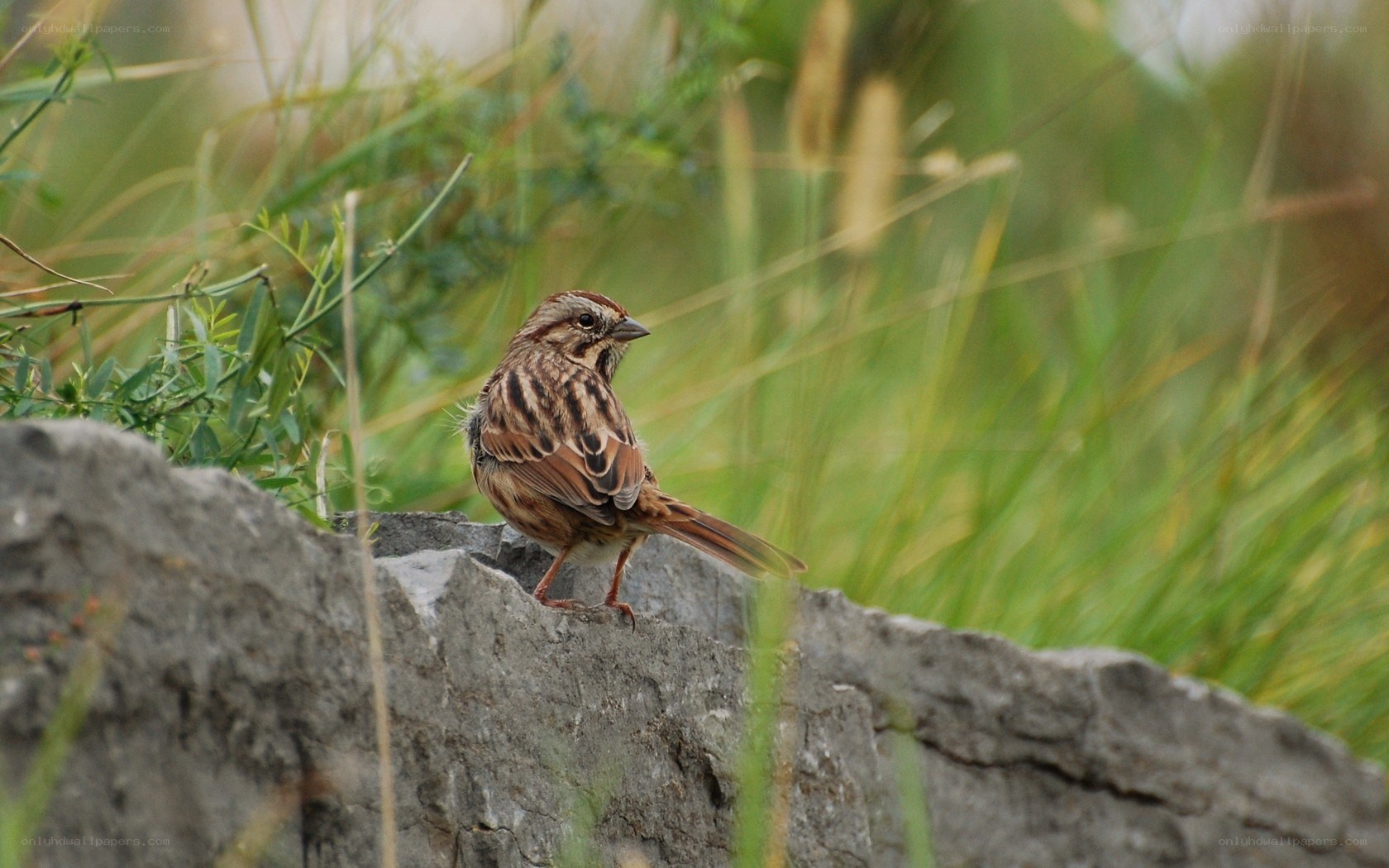 sparrow on a rock