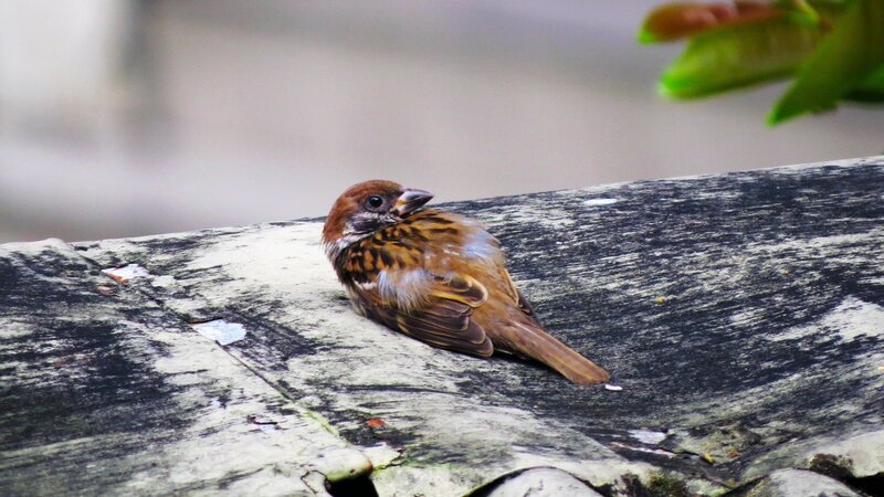 sparrow on a roof