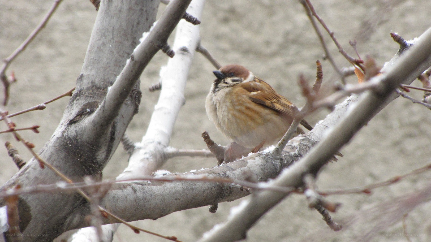 Sparrow on a snowy branch