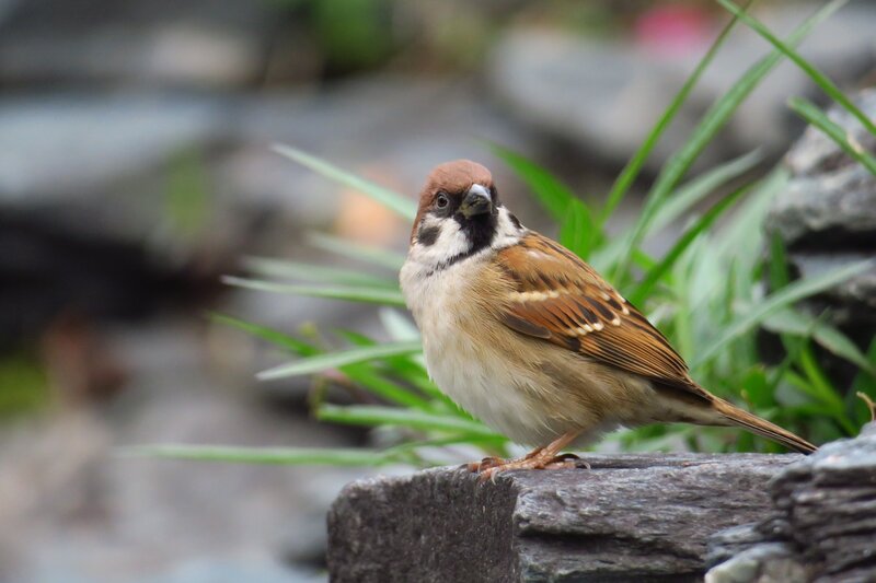 Sparrow on a stone