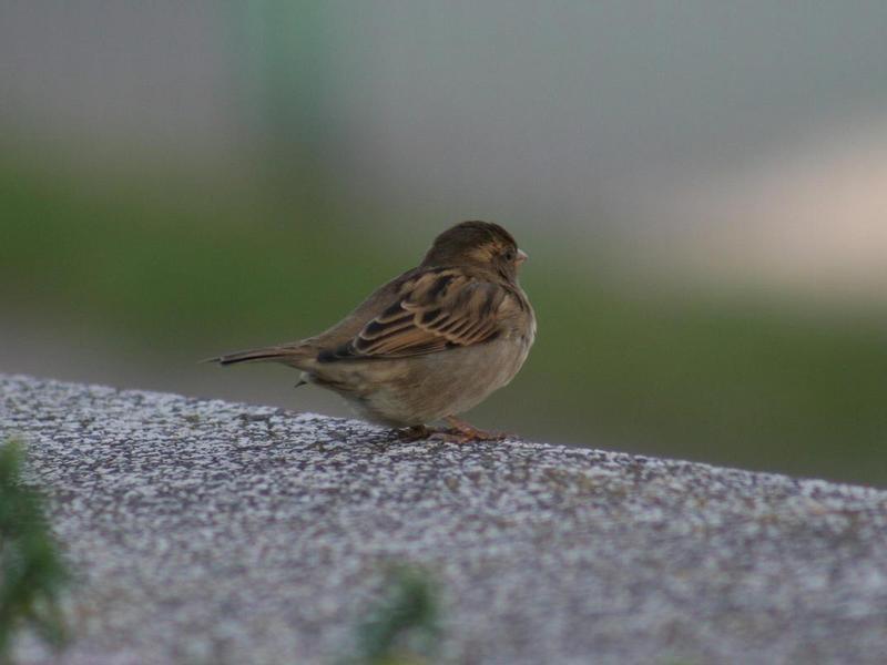 sparrow on a stone wall