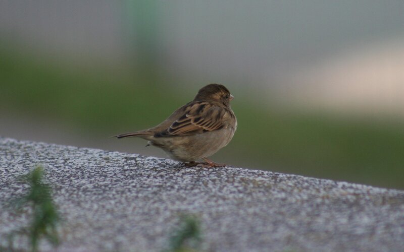 sparrow on a stone wall