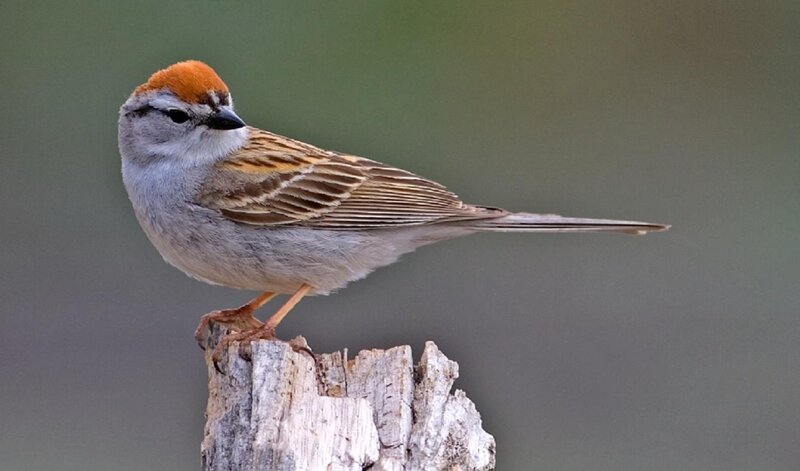 Sparrow on a Stump