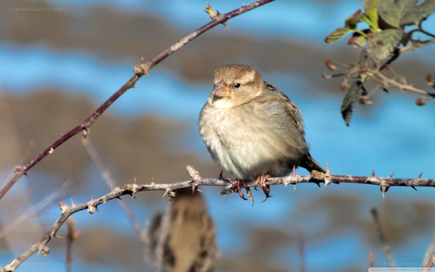 Sparrow on a thorny branch