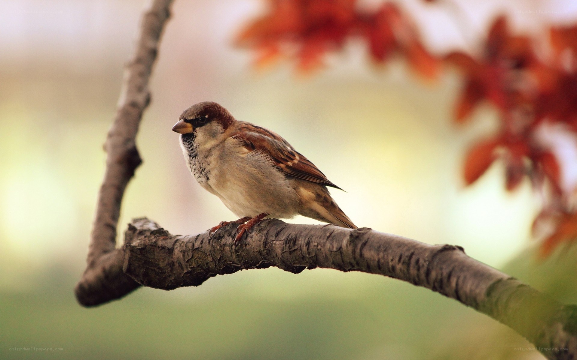 Sparrow on a tree branch