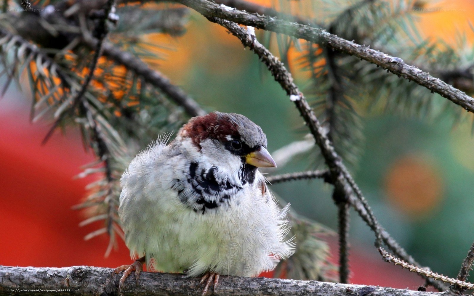 sparrow on a tree branch
