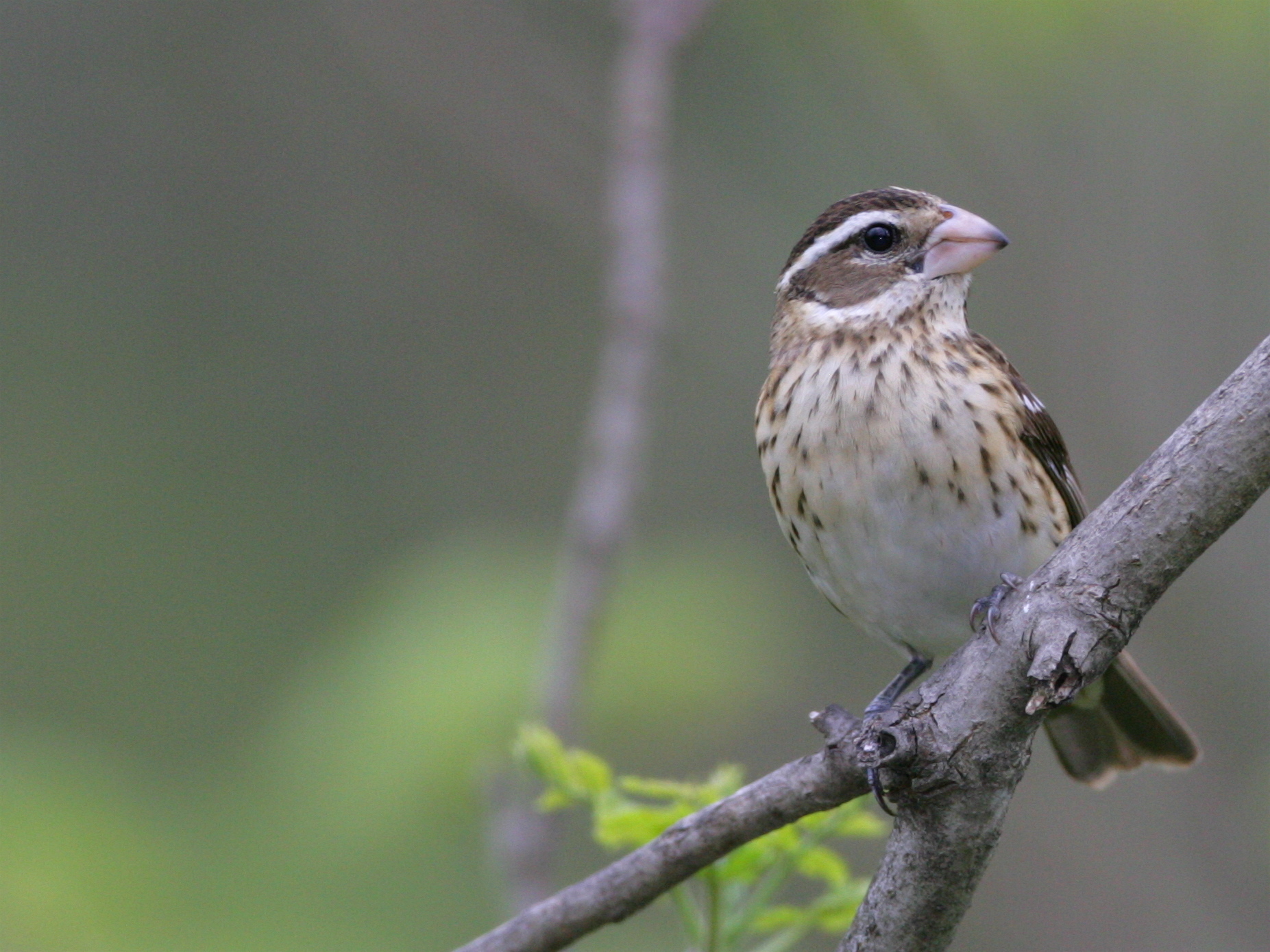 sparrow on a tree branch