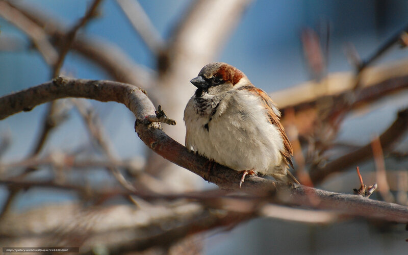 Sparrow on a tree branch