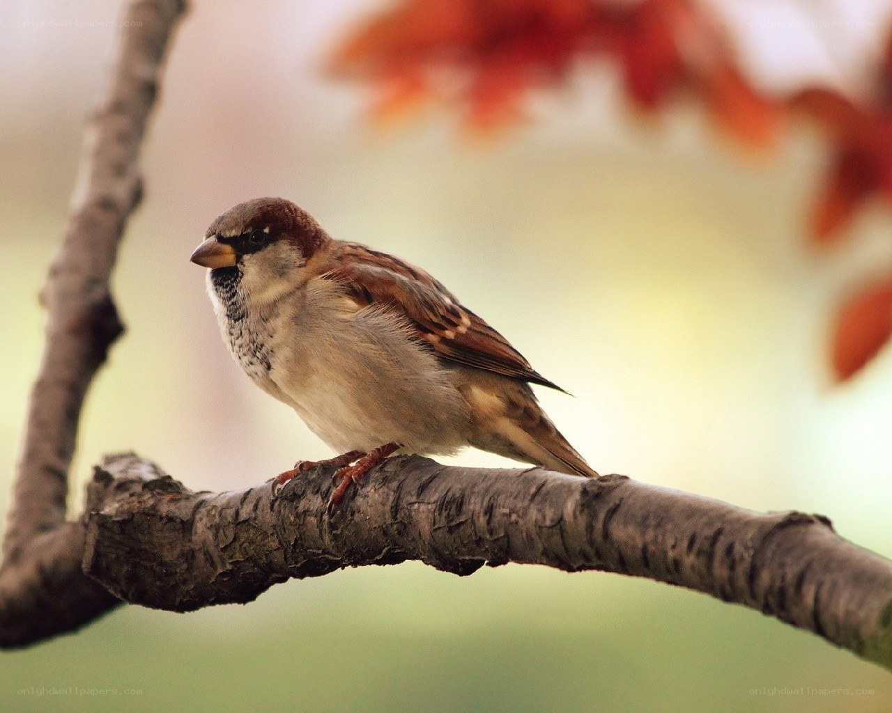 sparrow on a tree branch