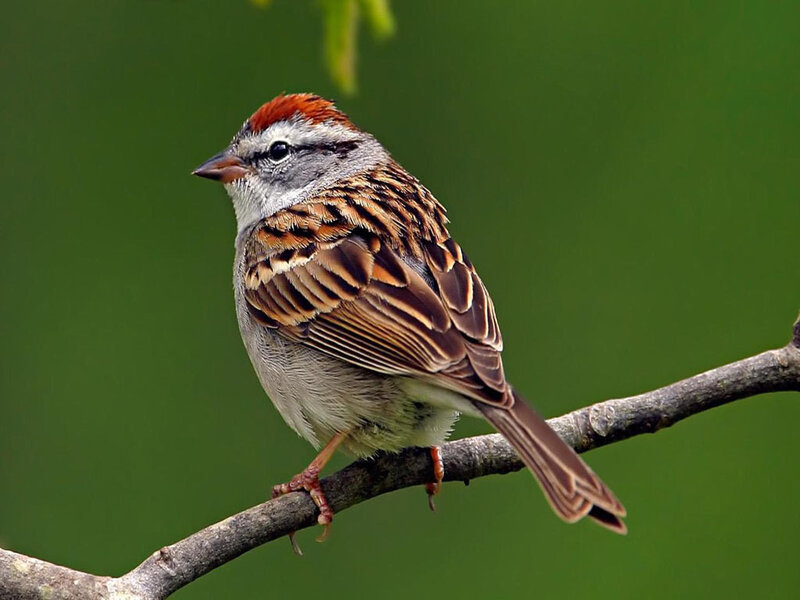 sparrow on a tree branch