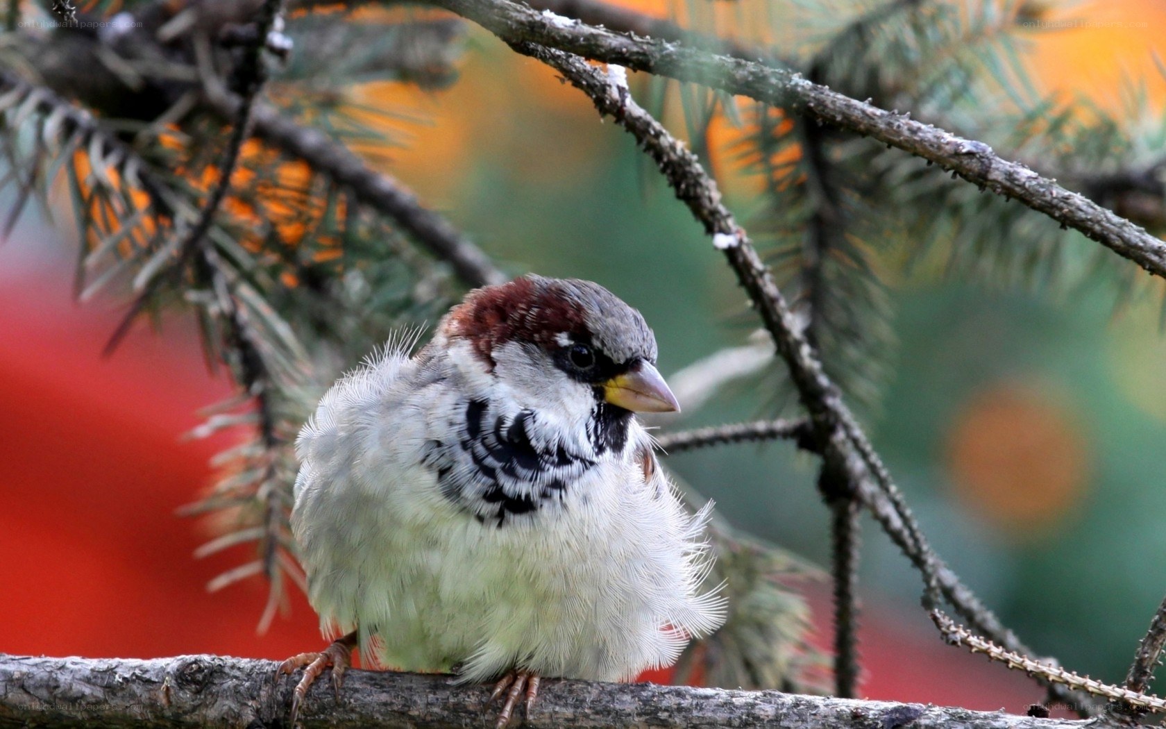 sparrow on a tree branch