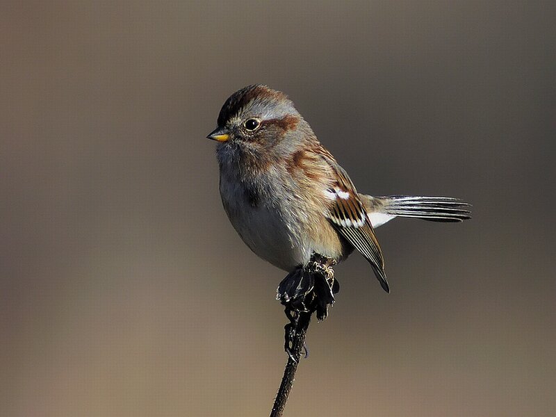 Sparrow on a Twig