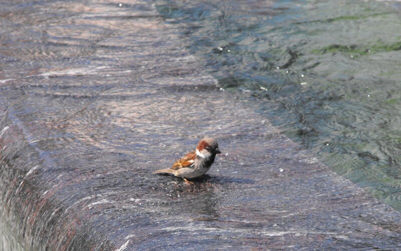 Sparrow on a water feature