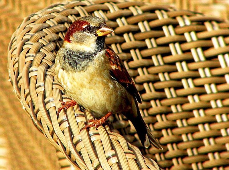 Sparrow on a wicker chair