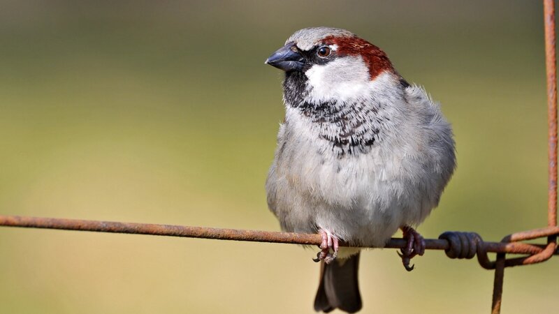 sparrow on a wire