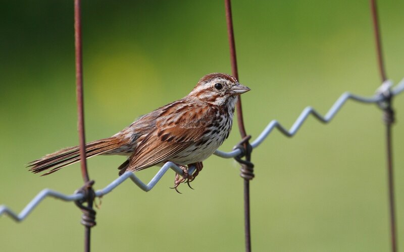 sparrow on a wire