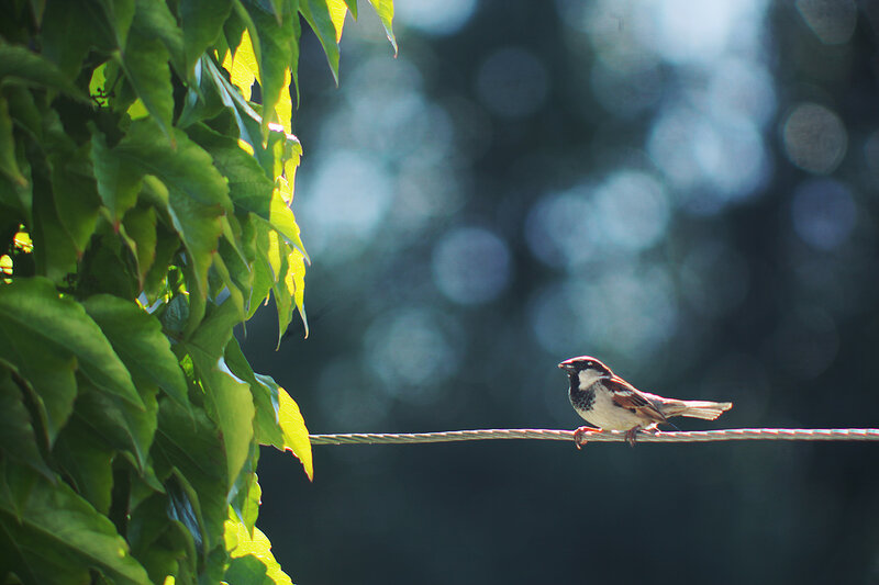 Sparrow on a wire