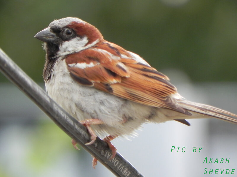Sparrow on a Wire — Brown