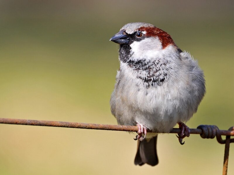 Sparrow on a Wire — Gray