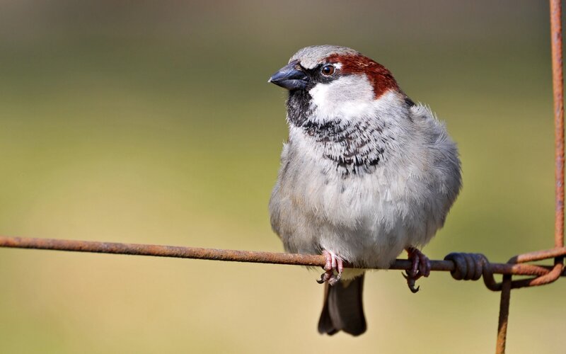 sparrow on a wire