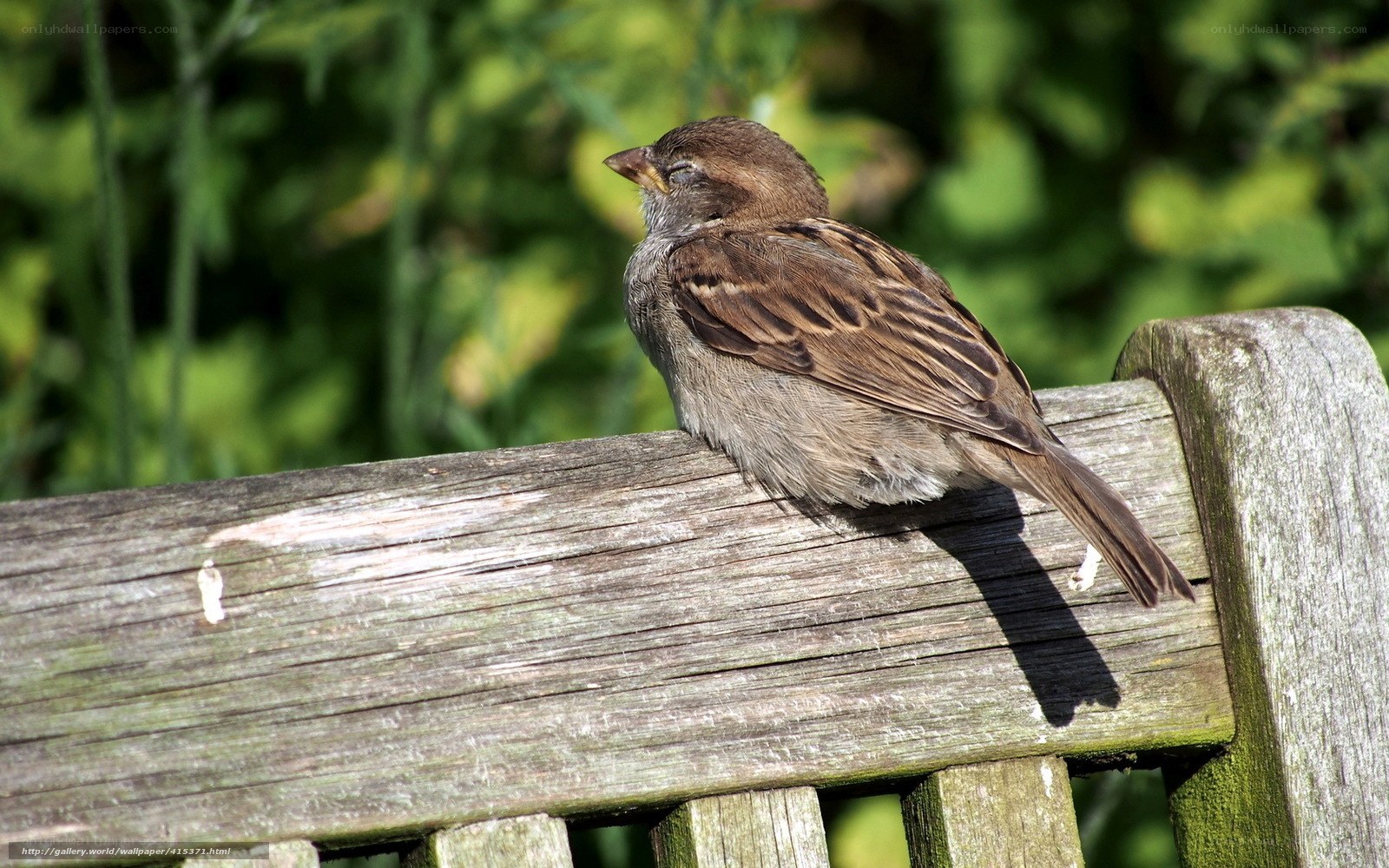 Sparrow on a wooden bench