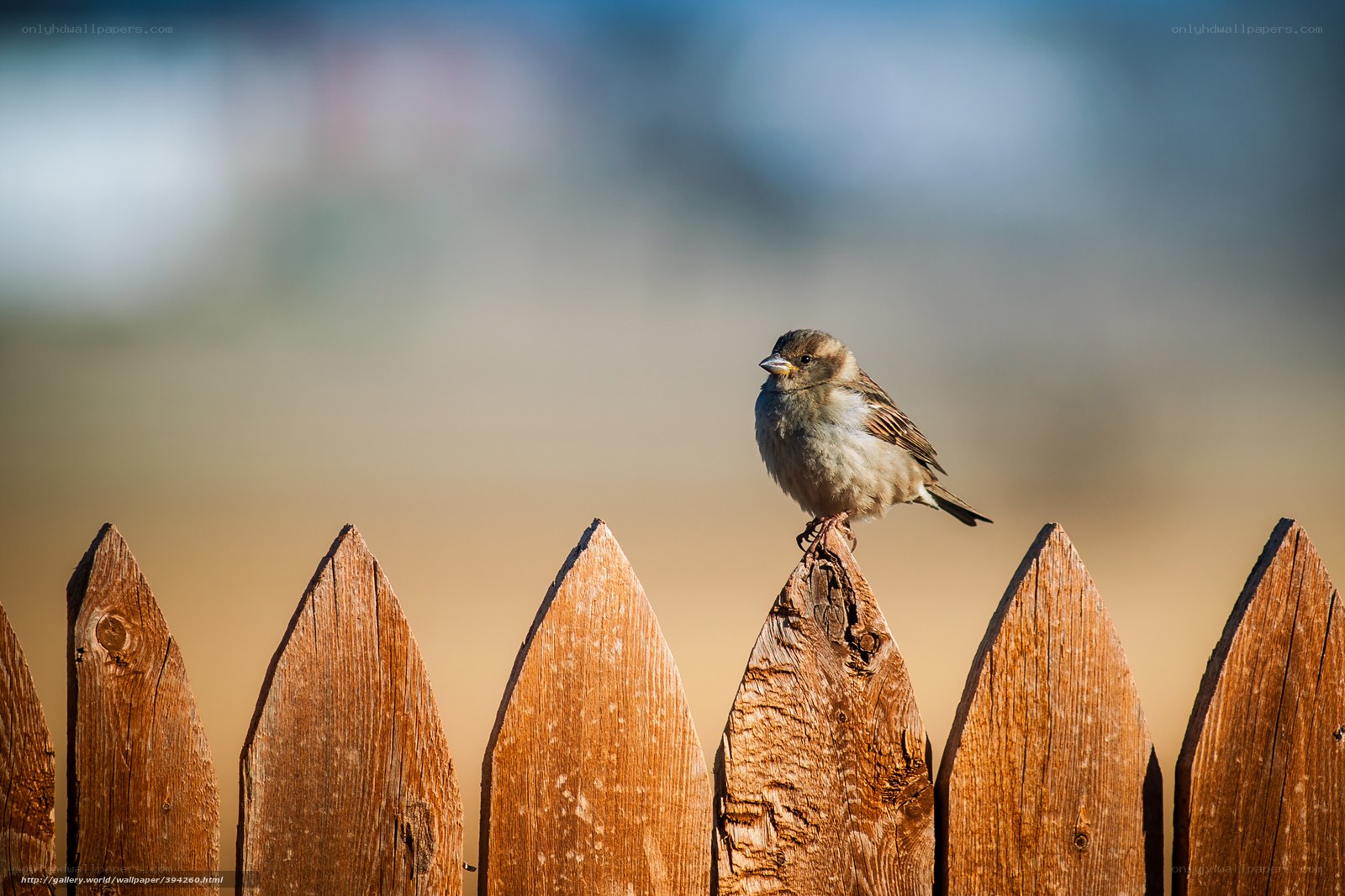 Sparrow on a wooden fence