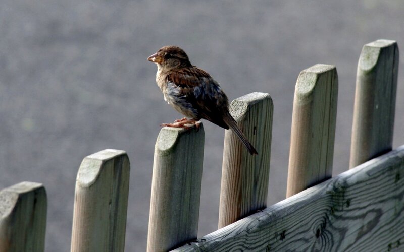 sparrow on a wooden fence