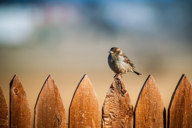Sparrow on a wooden fence