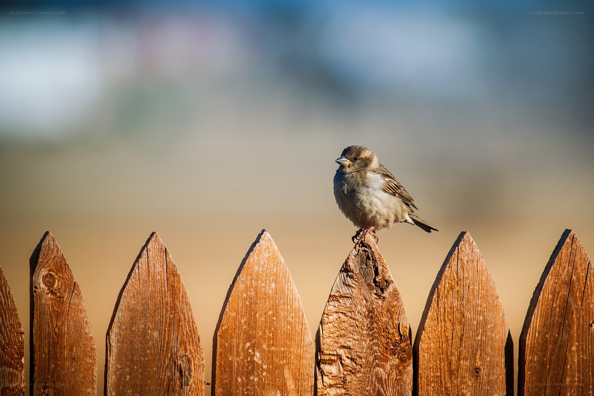 Sparrow on a wooden fence