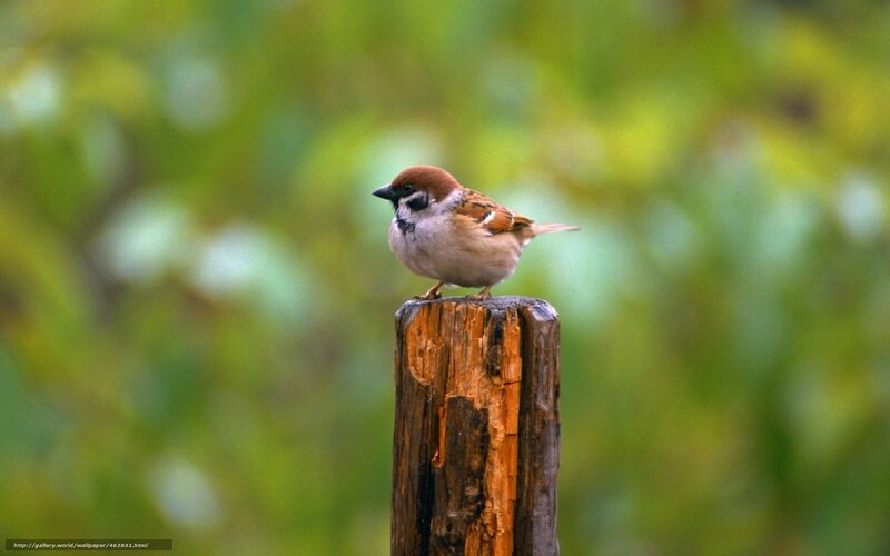 Sparrow on a wooden post