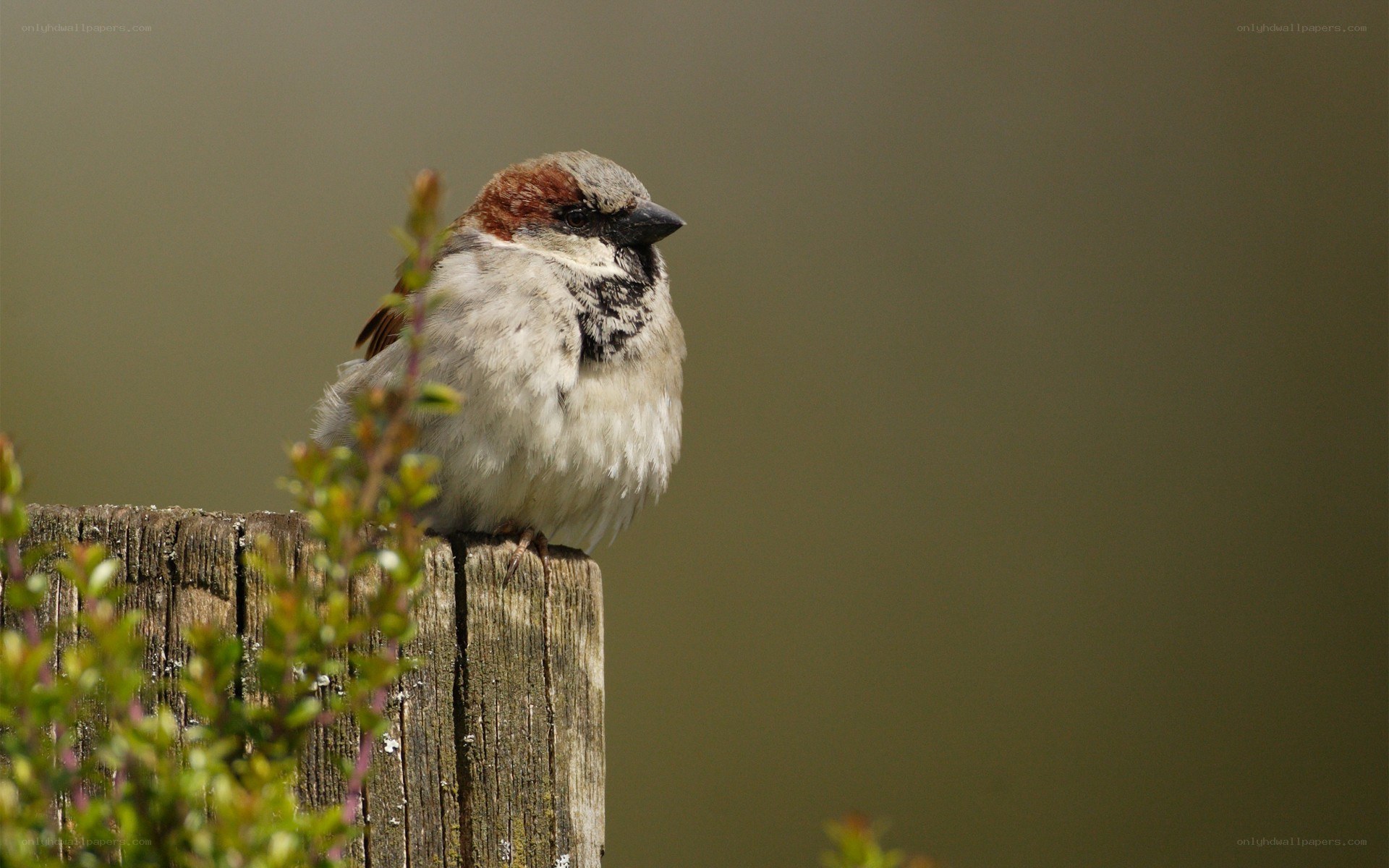 sparrow on a wooden post