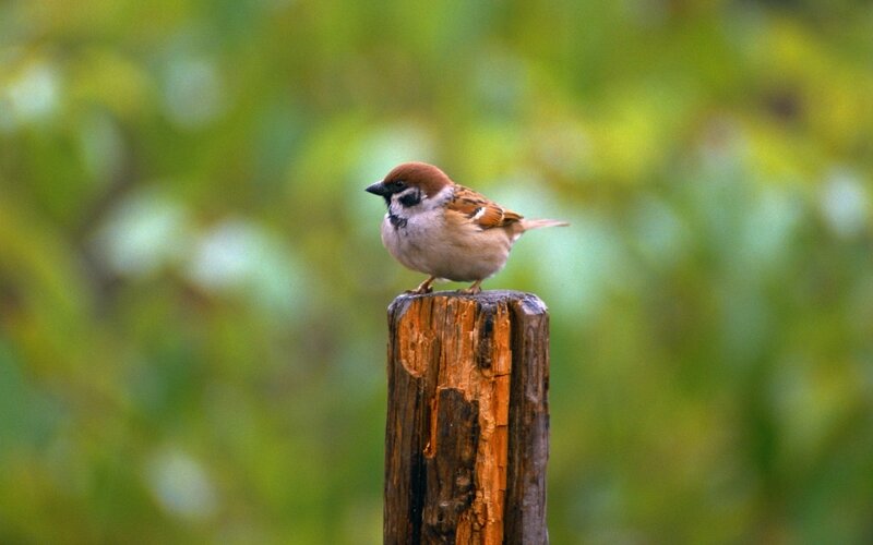 sparrow on a wooden post