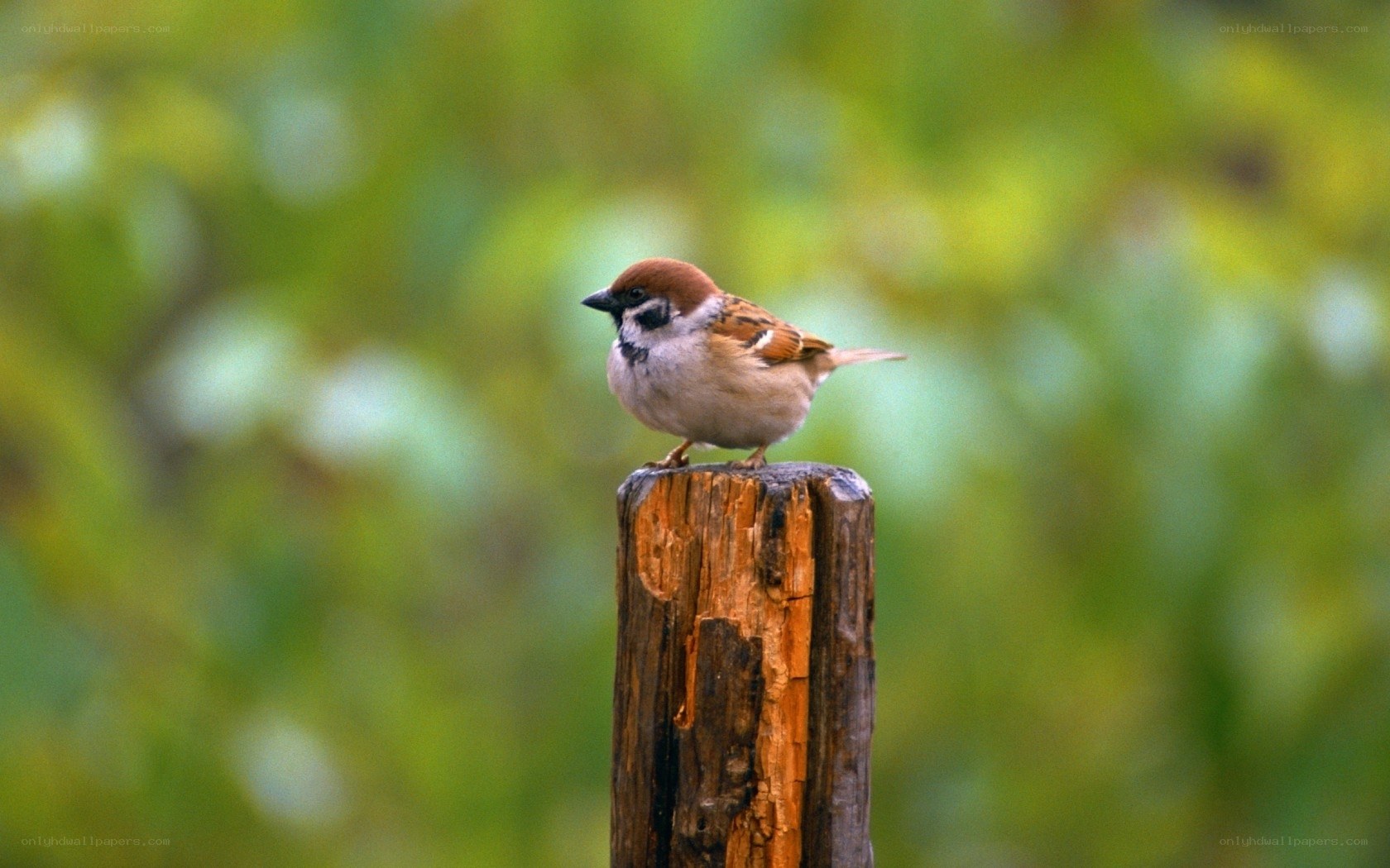 sparrow on a wooden post