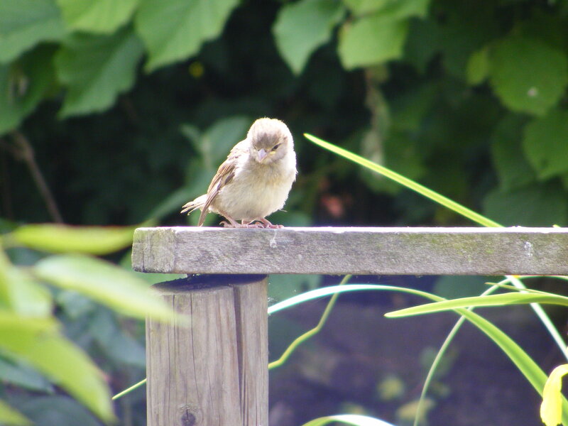 Sparrow on a wooden rail
