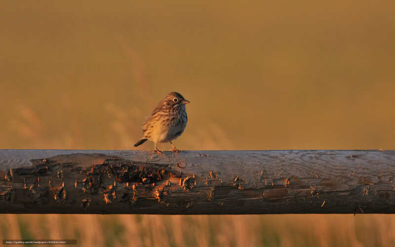 Sparrow on a wooden rail