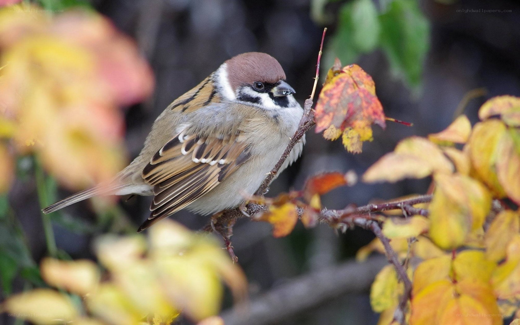sparrow on autumn branch