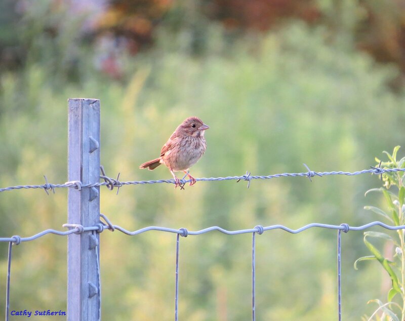 Sparrow on Barbed Wire — Brown