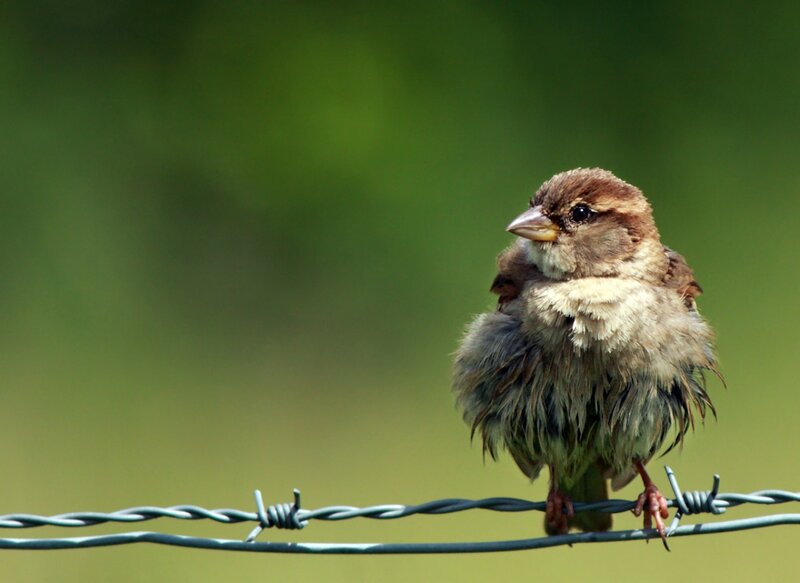 Sparrow on Barbed Wire