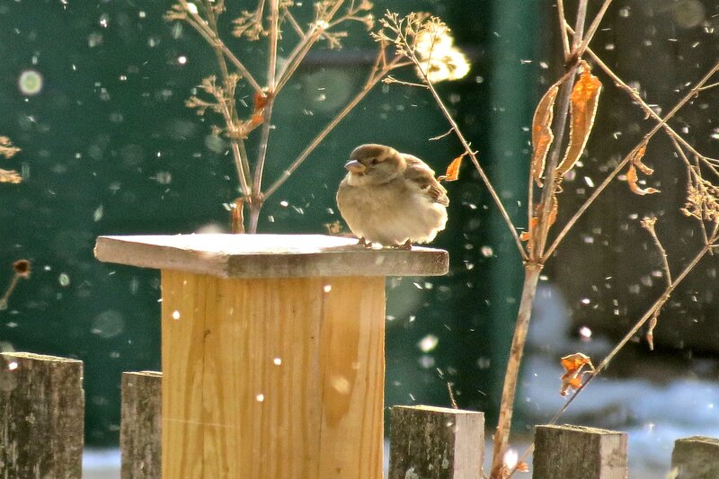 Sparrow on Bird Feeder — Brown