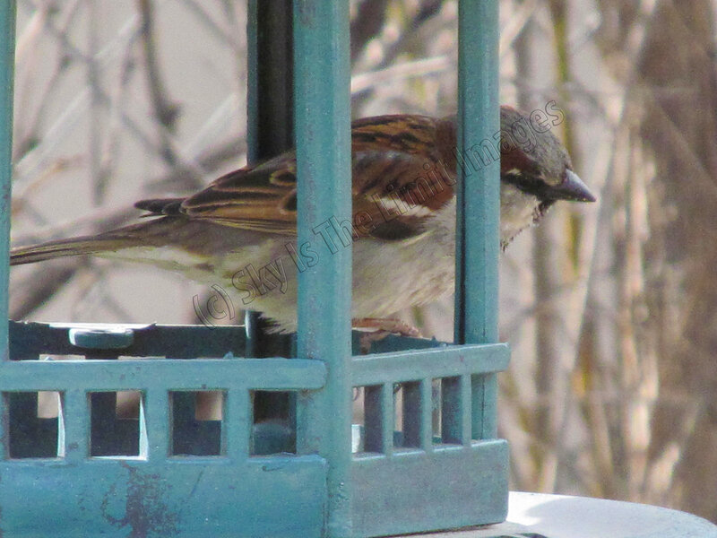 Sparrow on Bird Feeder — Green