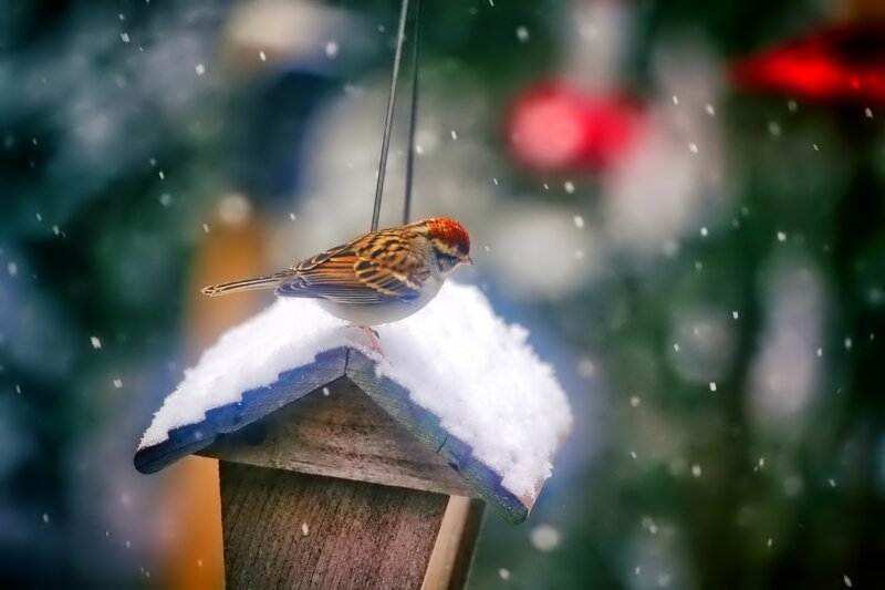 Sparrow on Bird Feeder