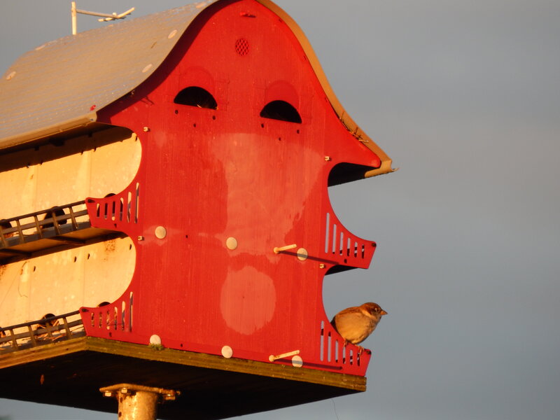 Sparrow on Birdhouse