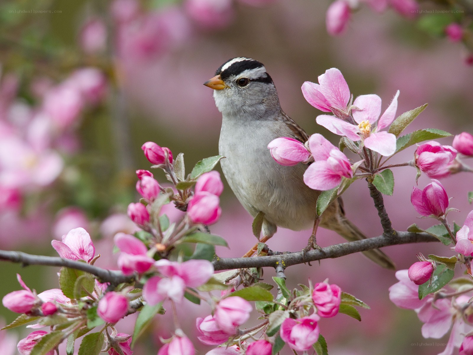 Sparrow on blooming branch
