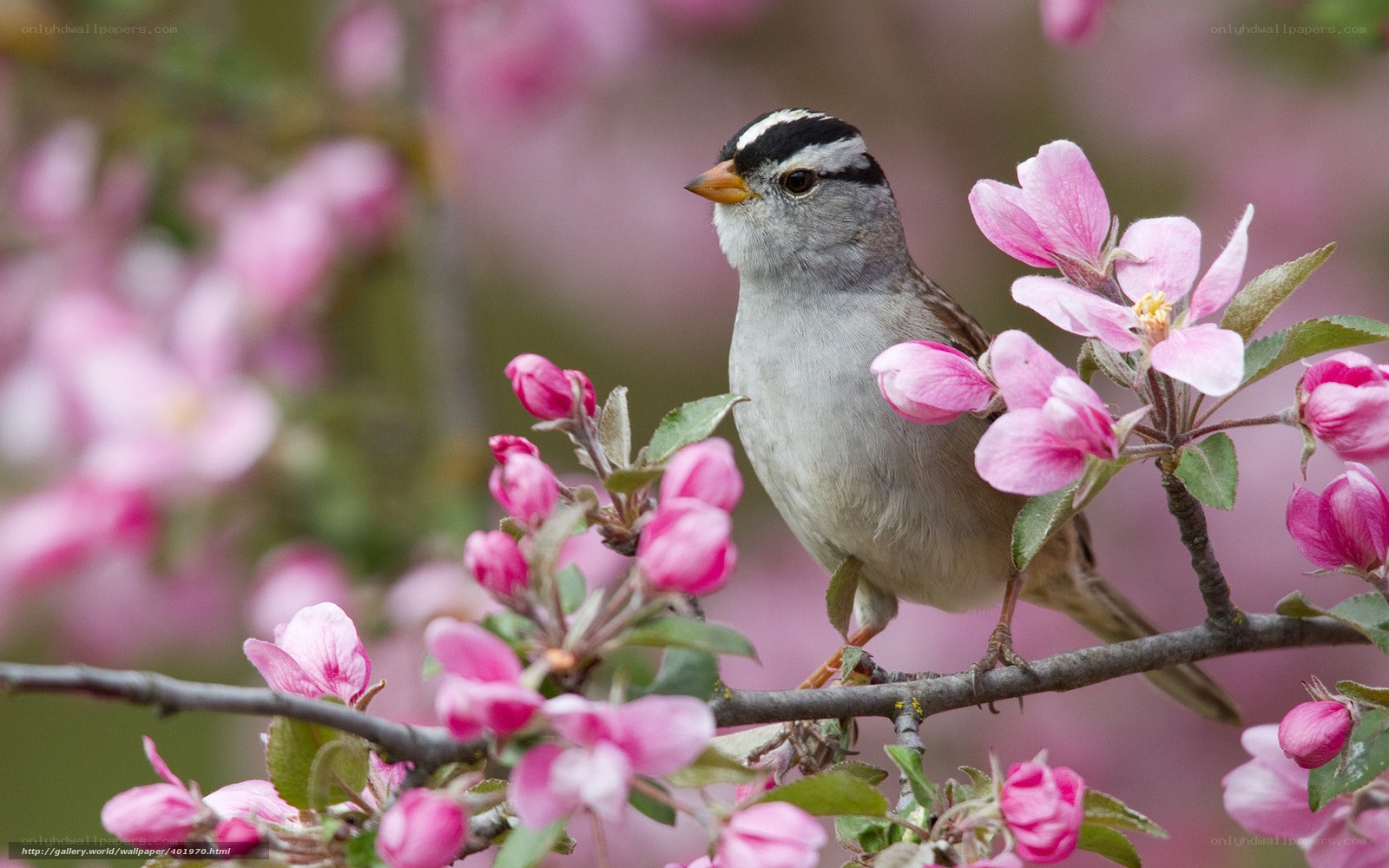 Sparrow on blooming branch