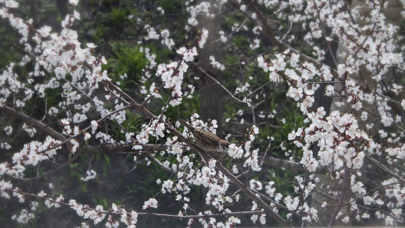 Sparrow on Blossoming Branch