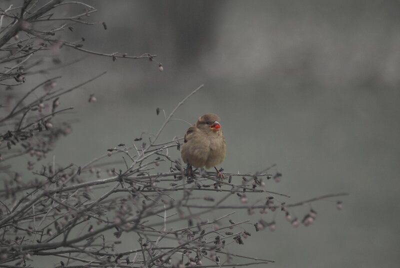 Sparrow on Branch