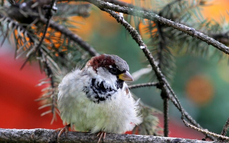 Sparrow on Branch — White