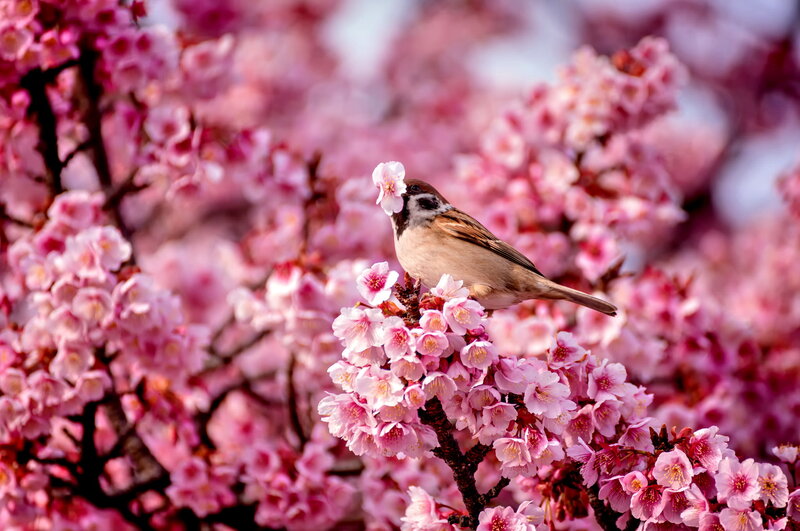 Sparrow on Cherry Blossom